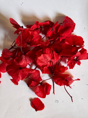 DRIED FLOWER Hydrangea