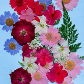 MIXED PRESSED DRIED FLOWER