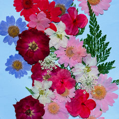MIXED PRESSED DRIED FLOWER