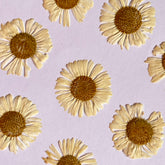DRIED FLOWER DAISY