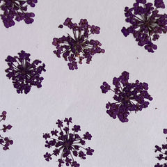 DRIED FLOWER ANNA LACE