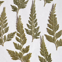 DRIED PRESSED LEAVES