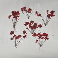QUEEN LACE