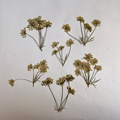 QUEEN LACE