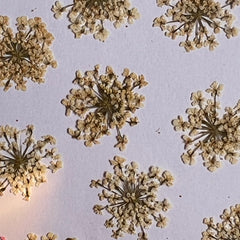 DRIED FLOWER ANNA LACE