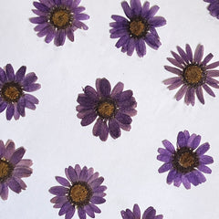 DRY FLOWER DAISY FOR RESIN ART