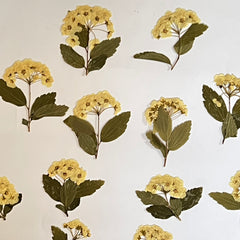 DAFFODILS
