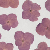 DRIED FLOWER HYDRANGEA