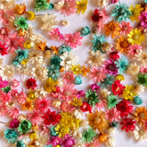 MULTI COLOR MINI DRIED FLOWER