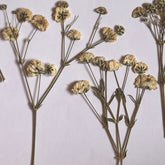 DRIED FLOWER BABY BREATH