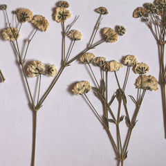 DRIED FLOWER BABY BREATH
