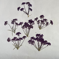 QUEEN LACE