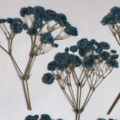 DRIED FLOWER BABY BREATH
