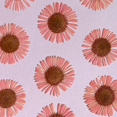 DRIED FLOWER DAISY