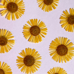 DRIED FLOWER DAISY