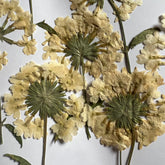 DRIED FLOWER FOR RESIN