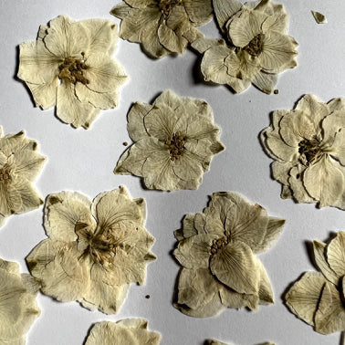 PRESSED DRIED CONSOLIDA AJACIS FLOWER