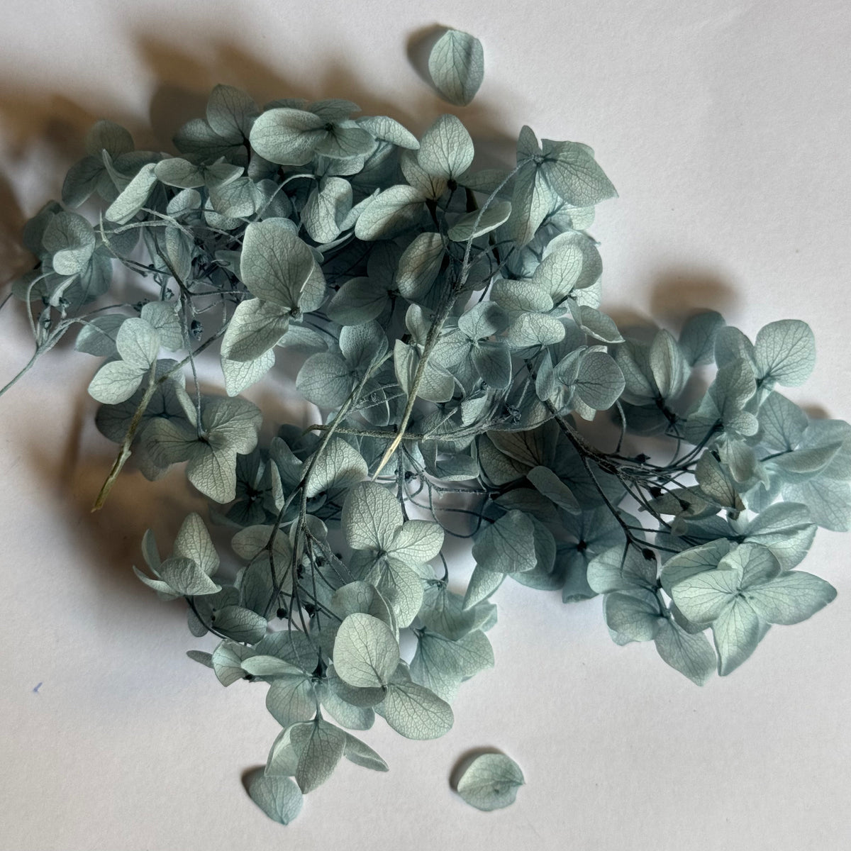 DRIED FLOWER Hydrangea