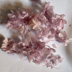 DRIED FLOWER Hydrangea