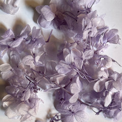 DRIED FLOWER Hydrangea