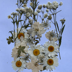 MIXED PRESSED DRIED FLOWER