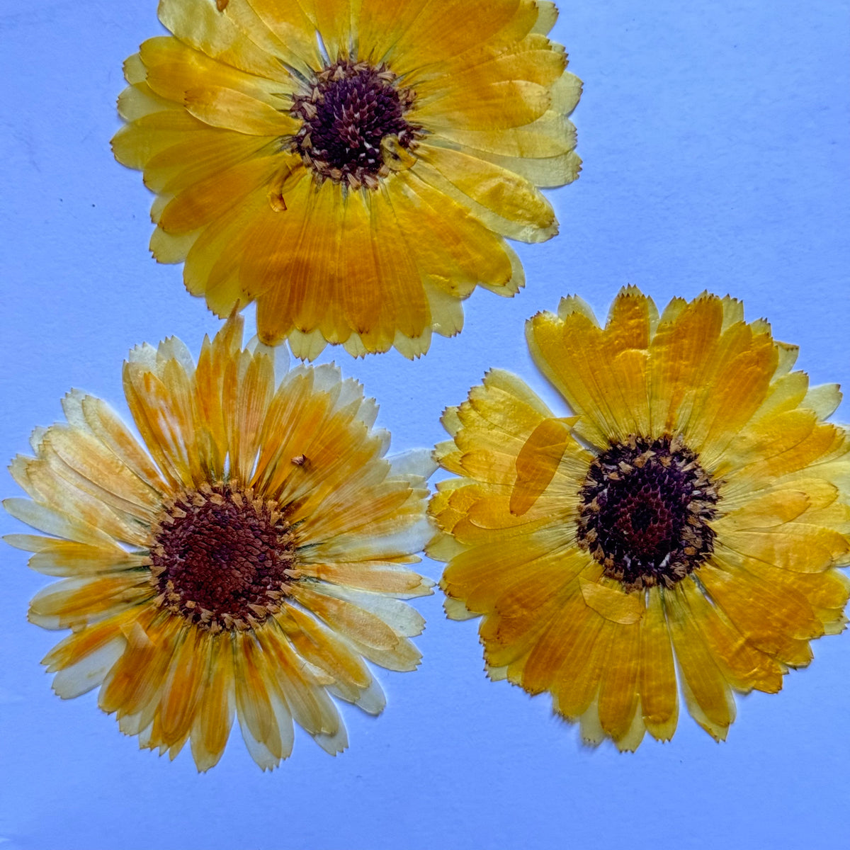 DRIED FLOWER SUNFLOWER