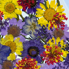 MIXED PRESSED DRIED FLOWER