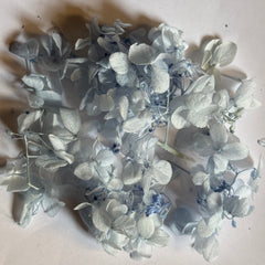DRIED FLOWER Hydrangea