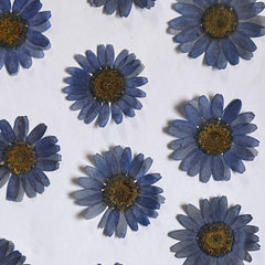 DRY FLOWER DAISY FOR RESIN ART