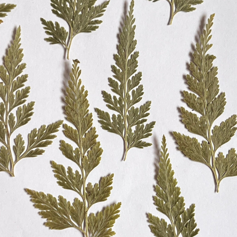 DRIED PRESSED LEAVES