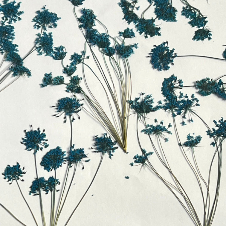 QUEEN LACE