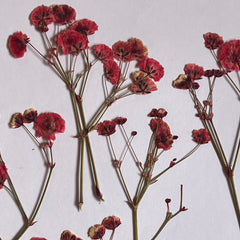 DRIED FLOWER BABY BREATH