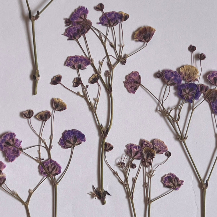DRIED FLOWER BABY BREATH