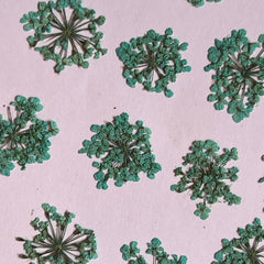 DRIED FLOWER ANNA LACE