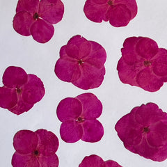 DRIED FLOWER HYDRANGEA