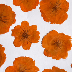 DRIED FLOWER SAKURA