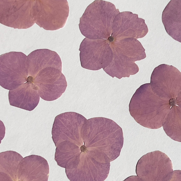 DRIED FLOWER HYDRANGEA