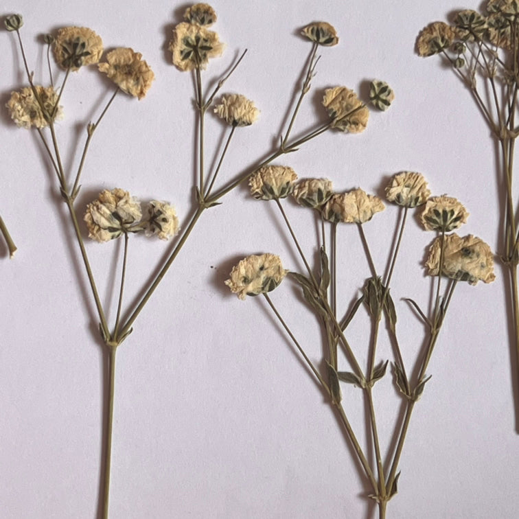 DRIED FLOWER BABY BREATH