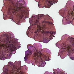 DRIED FLOWER SAKURA
