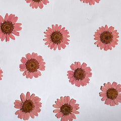 DRY FLOWER DAISY FOR RESIN ART