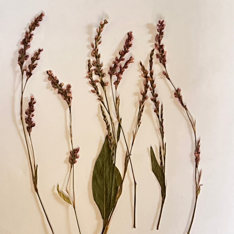 DRIED FLOWER FOR RESIN