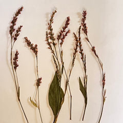 DRIED FLOWER FOR RESIN