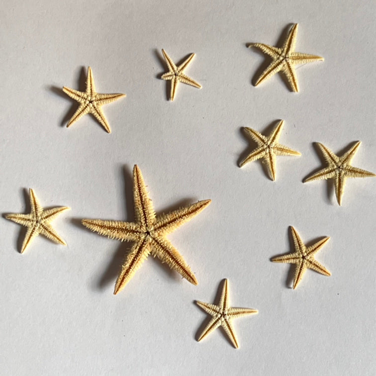 STAR FISH FOR SEA THEME RESIN ART