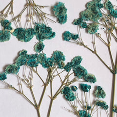 DRIED FLOWER BABY BREATH