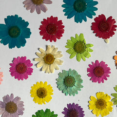 DRY FLOWER DAISY FOR RESIN ART