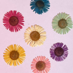 DRIED FLOWER DAISY